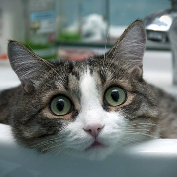今天，你家猫咪洗脸了吗