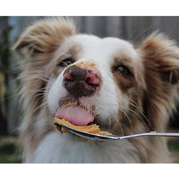 狗狗挑食偏食怎么办？