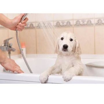 患皮肤病的狗洗澡用什么
