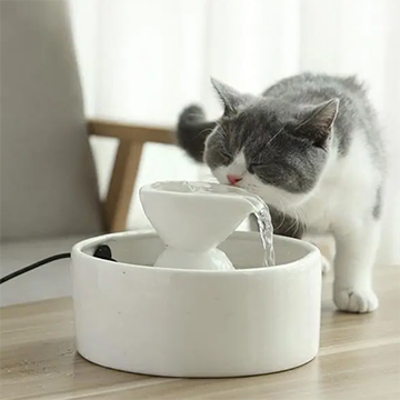 宠物猫咪饮水需要注意哪些问题？