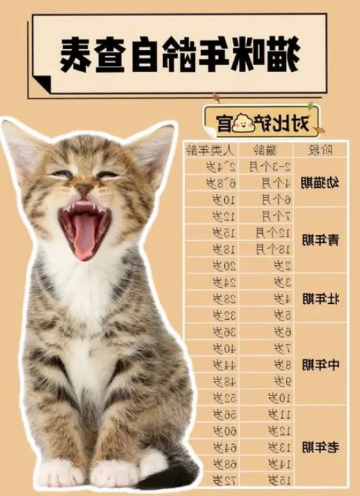 猫咪年龄对照表