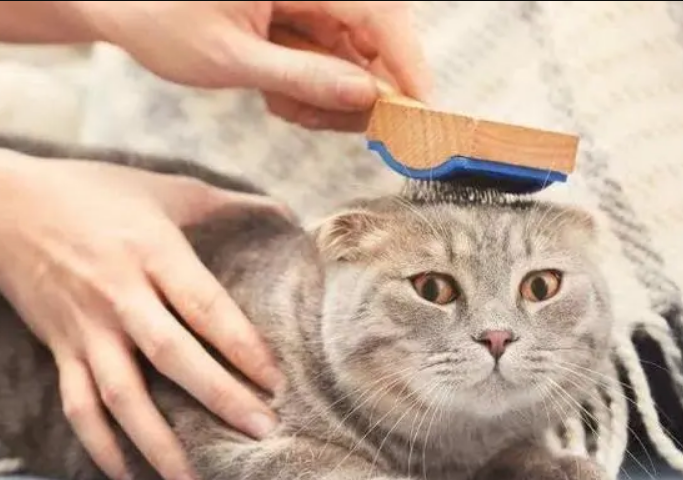 预防猫咪食入体毛的方法