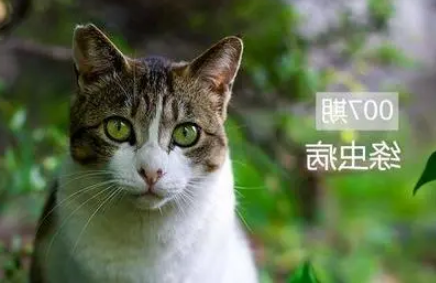 猫咪疾病——猫咪寄生虫的防治