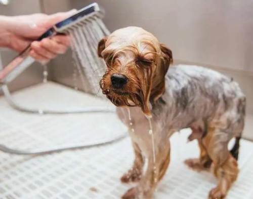 狗狗洗澡需知