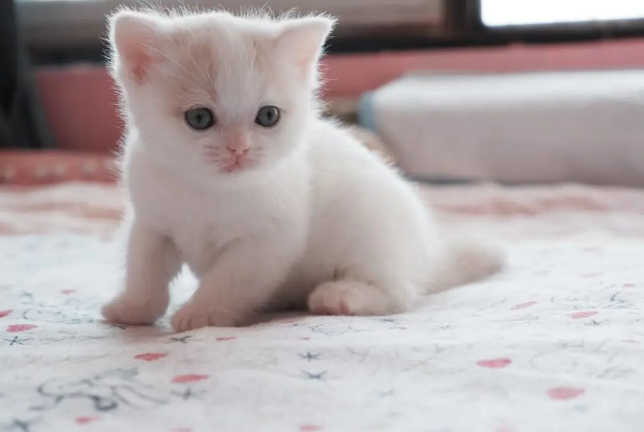 有哪些可爱的小奶猫图片分享吗？