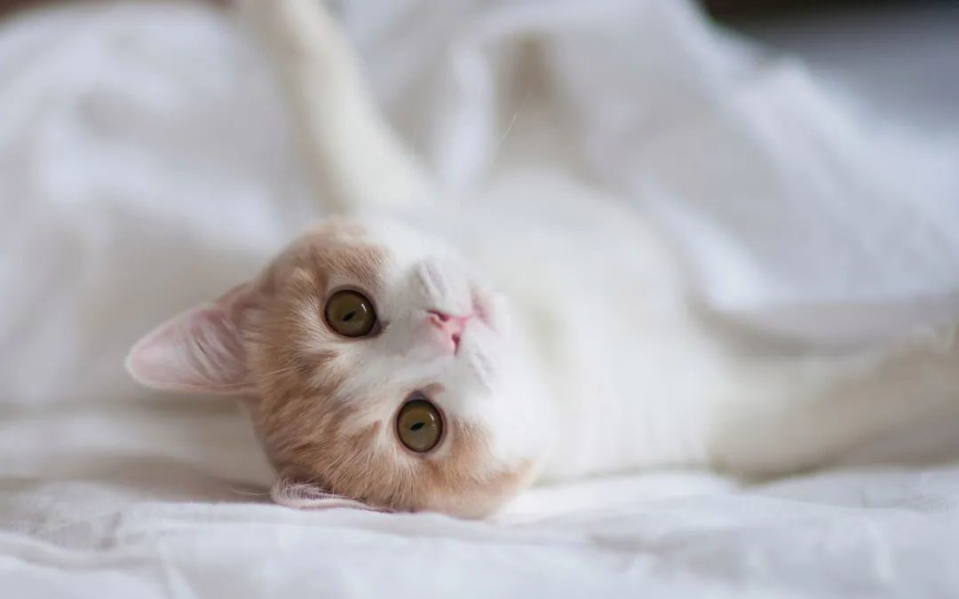 为什么人会不由自主的觉得猫可爱？