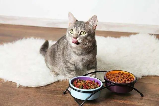 猫咪食欲不振是什么原因？