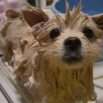 给幼犬洗澡的正确方法
