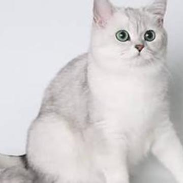 猫咪疾病——猫咪肝脂沉积症——脂肪肝